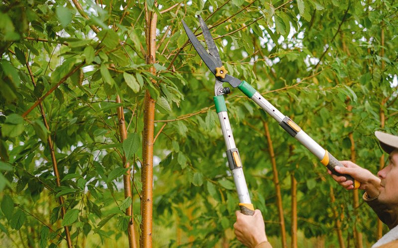 Tree trimming in Brush Prairie, WA